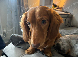 Dachshund male puppy