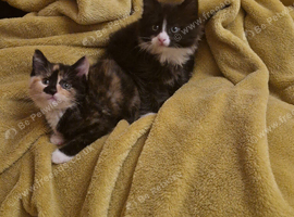 Cute cats are looking for a new home.
