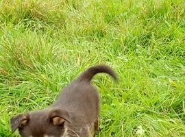 Kelpie X sheep dog