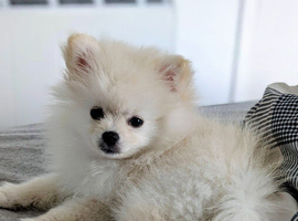 White Pomeranian Puppy Girl Croydon
