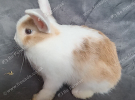 5 bucks 8wks old ready now