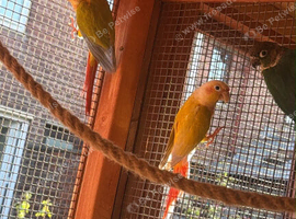 Male & Female Conures