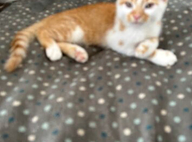 Milo