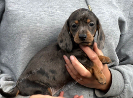 Ready to leave Sunday dachshund puppies