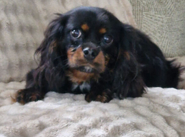 King charles spaniel