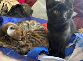 Black bengal (Alice) approx 2 years