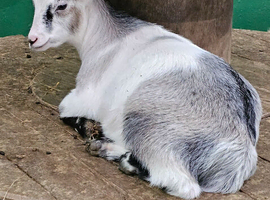 Female pygmy