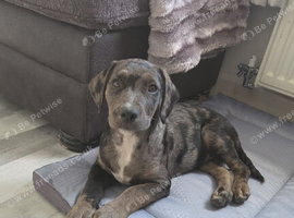 Staffy cross