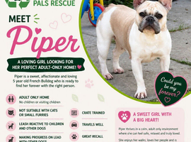 Piper is a gorgeous 5 year old Frenchie Female looking for her furever home