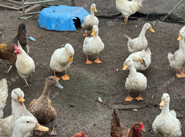 Ducks for sale.