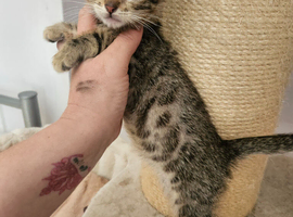 Bengal cross ragdoll boy