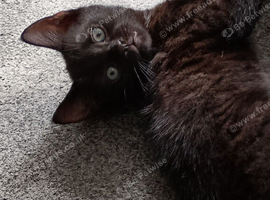 1 lovely kitten for sale