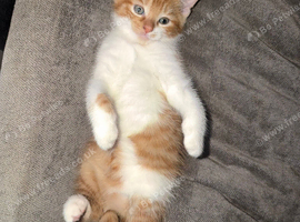 Ginger male kitten