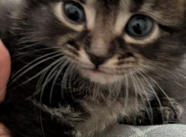 mixed breed British shorthair/Egyptian May kittens