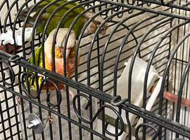 Conure breeding pair