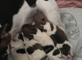 Jack Russell