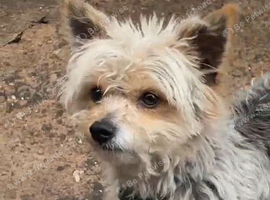 Yorkshire terrier x Chihuahua