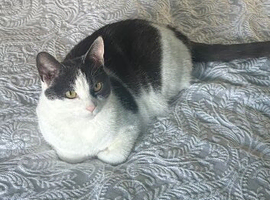 Female cat looking for a new home
