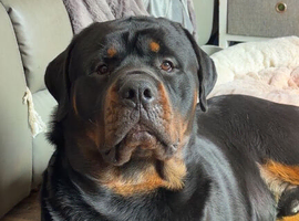 Rottweiler Stud
