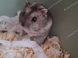 Hamster