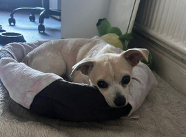 Beautiful Chihuahua Girls for Sale &ndash; Molly & Lola