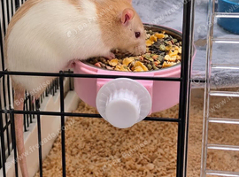 Rat (Female)