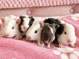 Baby boy guinea pigs!!