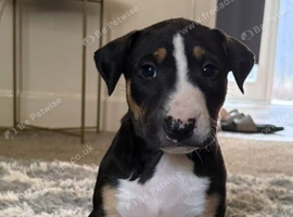 English bullterrier pupps