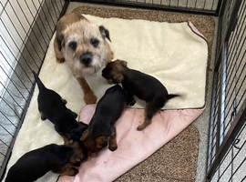 Border Terrier Pups
