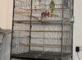 Male Indian ring neck
