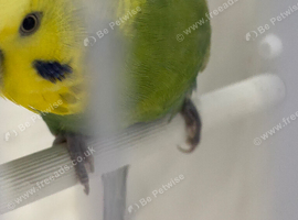 RAINBOW COCK RING NUMBER 22 RED RING 2024 Bred
