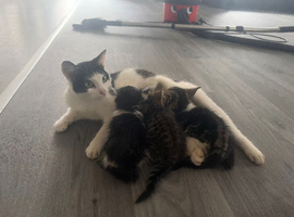 3 kittens ready 8 weeks old