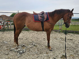 Broodmare