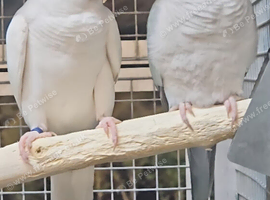 Stunning Pair Quaker Parrots