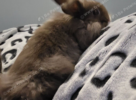Lionhead x lop rabbit