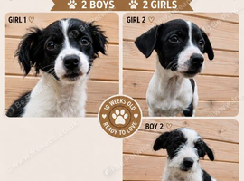 10 week old jack russsle pups 2 boys left 1 girl