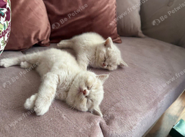 Gorgeous British shorthair kittens