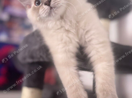 1 Female, 1 Male Purebred Ragdoll, Purebred