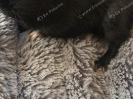2 baby male guinea pigs