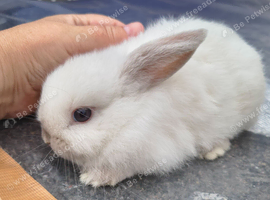 Blue point VM female mini lop
