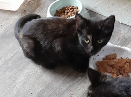 Female kitten looking for her forever home