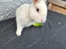 5month male bunny