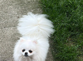 Gorgeous pure white Pom