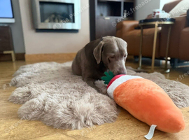 Silver Labrador