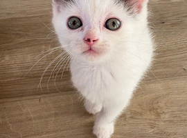 Kittens