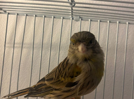 Canary Hen 2024