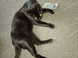 Cat for sale