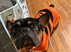 French Bulldog