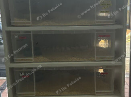 Breeding Rack + 9 Royal Python Snakes