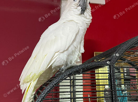 Umbrella cockatoo Glasgow